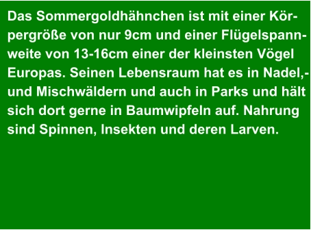 Das Sommergoldhähnchen ist mit einer Kör- pergröße von nur 9cm und einer Flügelspann- weite von 13-16cm einer der kleinsten Vögel Europas. Seinen Lebensraum hat es in Nadel,- und Mischwäldern und auch in Parks und hält sich dort gerne in Baumwipfeln auf. Nahrung sind Spinnen, Insekten und deren Larven.