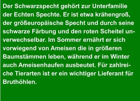 Der Schwarzspecht gehört zur Unterfamilie  der Echten Spechte. Er ist etwa krähengroß,  der größeuropäische Specht und durch seine  schwarze Färbung und den roten Scheitel un- verwechselbar. Im Sommer ernährt er sich  vorwiegend von Ameisen die in größeren  Baumstämmen leben, während er im Winter  auch Ameisenhaufen ausbeutet. Für zahlrei- che Tierarten ist er ein wichtiger Lieferant für  Bruthöhlen.