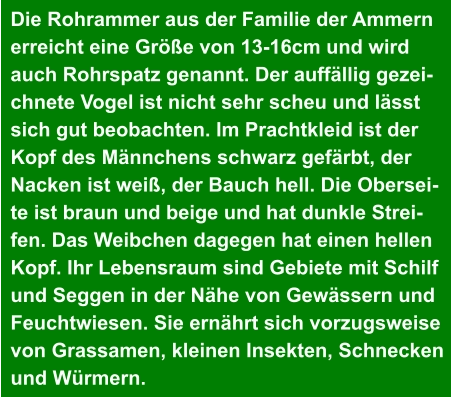 Die Rohrammer aus der Familie der Ammern erreicht eine Größe von 13-16cm und wird  auch Rohrspatz genannt. Der auffällig gezei- chnete Vogel ist nicht sehr scheu und lässt  sich gut beobachten. Im Prachtkleid ist der  Kopf des Männchens schwarz gefärbt, der  Nacken ist weiß, der Bauch hell. Die Obersei- te ist braun und beige und hat dunkle Strei- fen. Das Weibchen dagegen hat einen hellen  Kopf. Ihr Lebensraum sind Gebiete mit Schilf  und Seggen in der Nähe von Gewässern und  Feuchtwiesen. Sie ernährt sich vorzugsweise  von Grassamen, kleinen Insekten, Schnecken  und Würmern.