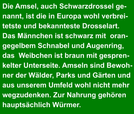 Die Amsel, auch Schwarzdrossel ge- nannt, ist die in Europa wohl verbrei- tetste und bekannteste Drosselart.  Das Männchen ist schwarz mit  oran- gegelbem Schnabel und Augenring,  das  Weibchen ist braun mit gespren- kelter Unterseite. Amseln sind Bewoh- ner der Wälder, Parks und Gärten und  aus unserem Umfeld wohl nicht mehr  wegzudenken. Zur Nahrung gehören  hauptsächlich Würmer.