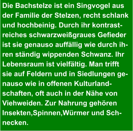 Die Bachstelze ist ein Singvogel aus der Familie der Stelzen, recht schlank und hochbeinig. Durch ihr kontrast- reiches schwarzweißgraues Gefieder ist sie genauso auffällig wie durch ih- ren ständig wippenden Schwanz. Ihr Lebensraum ist vielfältig. Man trifft  sie auf Feldern und in Siedlungen ge- nauso wie in offenen Kulturland- schaften, oft auch in der Nähe von Viehweiden. Zur Nahrung gehören Insekten,Spinnen,Würmer und Sch- necken.