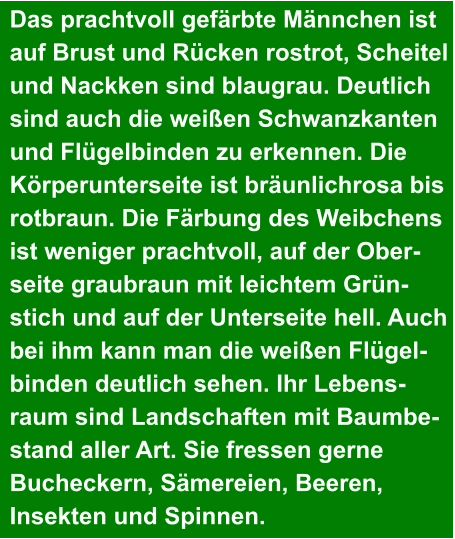 Das prachtvoll gefärbte Männchen ist  auf Brust und Rücken rostrot, Scheitel  und Nackken sind blaugrau. Deutlich  sind auch die weißen Schwanzkanten  und Flügelbinden zu erkennen. Die  Körperunterseite ist bräunlichrosa bis  rotbraun. Die Färbung des Weibchens  ist weniger prachtvoll, auf der Ober- seite graubraun mit leichtem Grün- stich und auf der Unterseite hell. Auch  bei ihm kann man die weißen Flügel- binden deutlich sehen. Ihr Lebens- raum sind Landschaften mit Baumbe- stand aller Art. Sie fressen gerne  Bucheckern, Sämereien, Beeren,  Insekten und Spinnen.