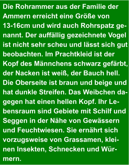 Die Rohrammer aus der Familie der  Ammern erreicht eine Größe von  13-16cm und wird auch Rohrspatz ge- nannt. Der auffällig gezeichnete Vogel  ist nicht sehr scheu und lässt sich gut  beobachten. Im Prachtkleid ist der  Kopf des Männchens schwarz gefärbt,  der Nacken ist weiß, der Bauch hell.  Die Oberseite ist braun und beige und  hat dunkle Streifen. Das Weibchen da- gegen hat einen hellen Kopf. Ihr Le- bensraum sind Gebiete mit Schilf und  Seggen in der Nähe von Gewässern  und Feuchtwiesen. Sie ernährt sich  vorzugsweise von Grassamen, klei- nen Insekten, Schnecken und Wür- mern.