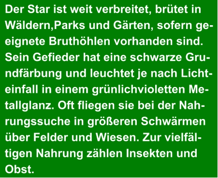 Der Star ist weit verbreitet, brütet in  Wäldern,Parks und Gärten, sofern ge- eignete Bruthöhlen vorhanden sind.  Sein Gefieder hat eine schwarze Gru- ndfärbung und leuchtet je nach Licht- einfall in einem grünlichvioletten Me- tallglanz. Oft fliegen sie bei der Nah- rungssuche in größeren Schwärmen  über Felder und Wiesen. Zur vielfäl- tigen Nahrung zählen Insekten und  Obst.