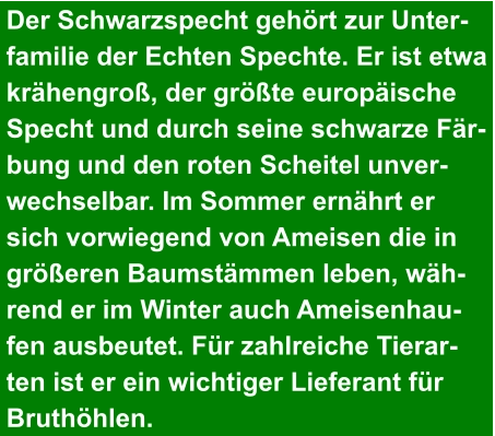 Der Schwarzspecht gehört zur Unter- familie der Echten Spechte. Er ist etwa  krähengroß, der größte europäische  Specht und durch seine schwarze Fär- bung und den roten Scheitel unver- wechselbar. Im Sommer ernährt er  sich vorwiegend von Ameisen die in  größeren Baumstämmen leben, wäh- rend er im Winter auch Ameisenhau- fen ausbeutet. Für zahlreiche Tierar- ten ist er ein wichtiger Lieferant für  Bruthöhlen.