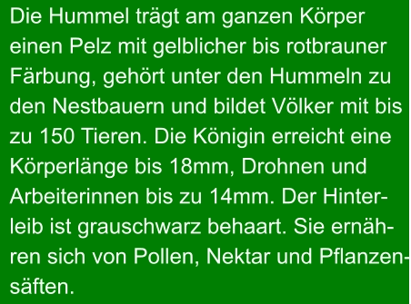 Die Hummel trägt am ganzen Körper  einen Pelz mit gelblicher bis rotbrauner Färbung, gehört unter den Hummeln zu den Nestbauern und bildet Völker mit bis zu 150 Tieren. Die Königin erreicht eine Körperlänge bis 18mm, Drohnen und Arbeiterinnen bis zu 14mm. Der Hinter- leib ist grauschwarz behaart. Sie ernäh- ren sich von Pollen, Nektar und Pflanzen- säften.