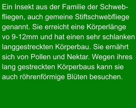 Ein Insekt aus der Familie der Schweb- fliegen, auch gemeine Stiftschwebfliege genannt. Sie erreicht eine Körperlänge vo 9-12mm und hat einen sehr schlanken langgestreckten Körperbau. Sie ernährt sich von Pollen und Nektar. Wegen ihres lang gestreckten Körperbaus kann sie auch röhrenförmige Blüten besuchen.