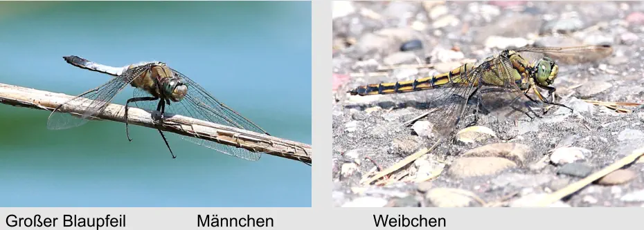 Großer Blaupfeil Männchen Weibchen