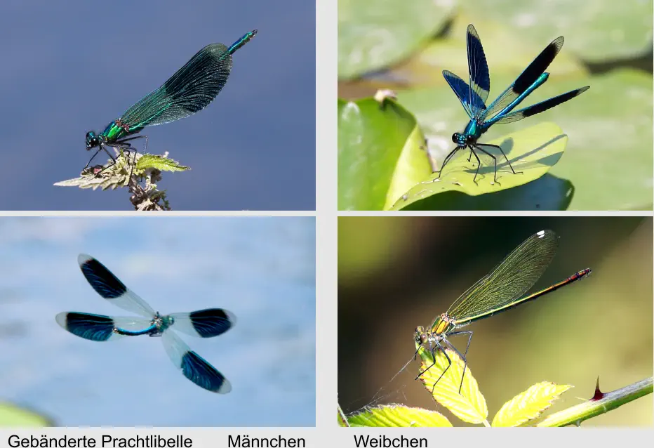 Gebänderte Prachtlibelle    Männchen Weibchen