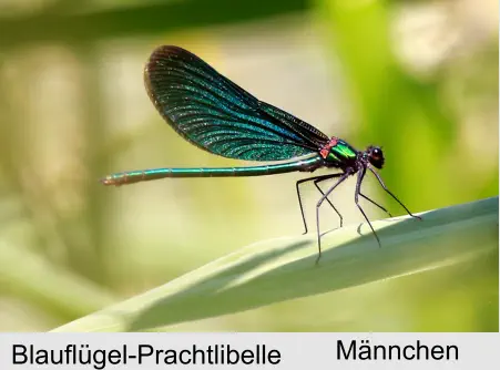 Blauflügel-Prachtlibelle Männchen