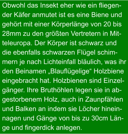 Obwohl das Insekt eher wie ein fliegen- der Käfer anmutet ist es eine Biene und gehört mit einer Körperlänge von 20 bis 28mm zu den größten Vertretern in Mit- teleuropa. Der Körper ist schwarz und  die ebenfalls schwarzen Flügel schim- mern je nach Lichteinfall bläulich, was ihr den Beinamen „Blauflügelige“ Holzbiene  eingebracht hat. Holzbienen sind Einzel- gänger. Ihre Bruthöhlen legen sie in ab- gestorbenem Holz, auch in Zaunpfählen  und Balken an indem sie Löcher hinein- nagen und Gänge von bis zu 30cm Län- ge und fingerdick anlegen.