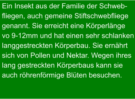 Ein Insekt aus der Familie der Schweb- fliegen, auch gemeine Stiftschwebfliege genannt. Sie erreicht eine Körperlänge vo 9-12mm und hat einen sehr schlanken langgestreckten Körperbau. Sie ernährt sich von Pollen und Nektar. Wegen ihres lang gestreckten Körperbaus kann sie auch röhrenförmige Blüten besuchen.