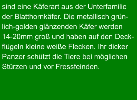 sind eine Käferart aus der Unterfamilie der Blatthornkäfer. Die metallisch grün- lich-golden glänzenden Käfer werden  14-20mm groß und haben auf den Deck- flügeln kleine weiße Flecken. Ihr dicker Panzer schützt die Tiere bei möglichen Stürzen und vor Fressfeinden.