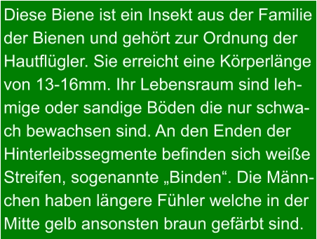 Diese Biene ist ein Insekt aus der Familie  der Bienen und gehört zur Ordnung der Hautflügler. Sie erreicht eine Körperlänge von 13-16mm. Ihr Lebensraum sind leh- mige oder sandige Böden die nur schwa- ch bewachsen sind. An den Enden der Hinterleibssegmente befinden sich weiße Streifen, sogenannte „Binden“. Die Männ- chen haben längere Fühler welche in der Mitte gelb ansonsten braun gefärbt sind.