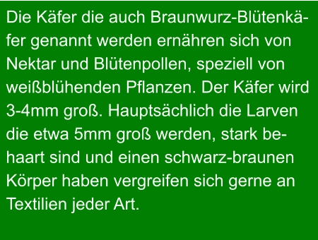 Die Käfer die auch Braunwurz-Blütenkä- fer genannt werden ernähren sich von  Nektar und Blütenpollen, speziell von  weißblühenden Pflanzen. Der Käfer wird  3-4mm groß. Hauptsächlich die Larven  die etwa 5mm groß werden, stark be- haart sind und einen schwarz-braunen  Körper haben vergreifen sich gerne an  Textilien jeder Art.