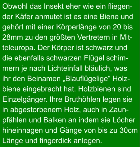 Obwohl das Insekt eher wie ein fliegen- der Käfer anmutet ist es eine Biene und gehört mit einer Körperlänge von 20 bis 28mm zu den größten Vertretern in Mit- teleuropa. Der Körper ist schwarz und  die ebenfalls schwarzen Flügel schim- mern je nach Lichteinfall bläulich, was  ihr den Beinamen „Blauflügelige“ Holz- biene eingebracht hat. Holzbienen sind  Einzelgänger. Ihre Bruthöhlen legen sie  in abgestorbenem Holz, auch in Zaun- pfählen und Balken an indem sie Löcher  hineinnagen und Gänge von bis zu 30cm  Länge und fingerdick anlegen.