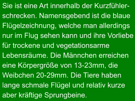 Sie ist eine Art innerhalb der Kurzfühler- schrecken. Namensgebend ist die blaue Flügelzeichnung, welche man allerdings nur im Flug sehen kann und ihre Vorliebe für trockene und vegetationsarme  Lebensräume. Die Männchen erreichen  eine Körpergröße von 13-23mm, die  Weibchen 20-29mm. Die Tiere haben  lange schmale Flügel und relativ kurze  aber kräftige Sprungbeine.