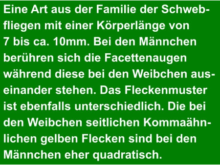 Eine Art aus der Familie der Schweb- fliegen mit einer Körperlänge von  7 bis ca. 10mm. Bei den Männchen  berühren sich die Facettenaugen  während diese bei den Weibchen aus- einander stehen. Das Fleckenmuster  ist ebenfalls unterschiedlich. Die bei  den Weibchen seitlichen Kommaähn- lichen gelben Flecken sind bei den  Männchen eher quadratisch.