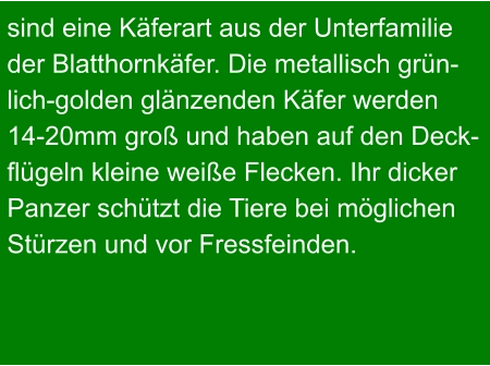 sind eine Käferart aus der Unterfamilie der Blatthornkäfer. Die metallisch grün- lich-golden glänzenden Käfer werden  14-20mm groß und haben auf den Deck- flügeln kleine weiße Flecken. Ihr dicker Panzer schützt die Tiere bei möglichen Stürzen und vor Fressfeinden.