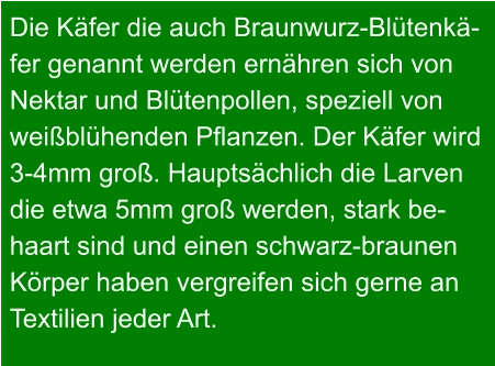 Die Käfer die auch Braunwurz-Blütenkä- fer genannt werden ernähren sich von  Nektar und Blütenpollen, speziell von  weißblühenden Pflanzen. Der Käfer wird  3-4mm groß. Hauptsächlich die Larven  die etwa 5mm groß werden, stark be- haart sind und einen schwarz-braunen  Körper haben vergreifen sich gerne an  Textilien jeder Art.