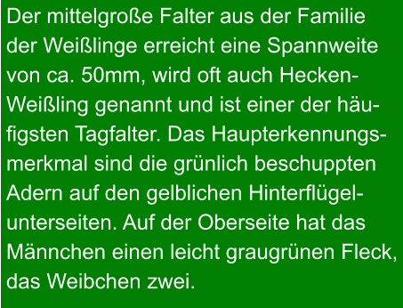 Der mittelgroße Falter aus der Familie der Weißlinge erreicht eine Spannweite von ca. 50mm, wird oft auch Hecken- Weißling genannt und ist einer der häu- figsten Tagfalter. Das Haupterkennungs- merkmal sind die grünlich beschuppten Adern auf den gelblichen Hinterflügel- unterseiten. Auf der Oberseite hat das Männchen einen leicht graugrünen Fleck, das Weibchen zwei.