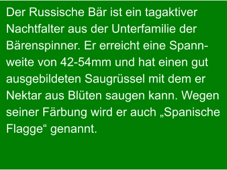 Der Russische Bär ist ein tagaktiver Nachtfalter aus der Unterfamilie der Bärenspinner. Er erreicht eine Spann- weite von 42-54mm und hat einen gut ausgebildeten Saugrüssel mit dem er Nektar aus Blüten saugen kann. Wegen  seiner Färbung wird er auch „Spanische Flagge“ genannt.