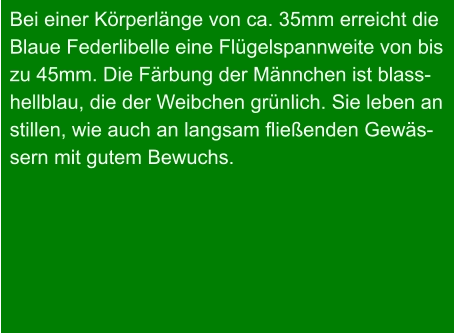 Bei einer Körperlänge von ca. 35mm erreicht die Blaue Federlibelle eine Flügelspannweite von bis zu 45mm. Die Färbung der Männchen ist blass- hellblau, die der Weibchen grünlich. Sie leben an stillen, wie auch an langsam fließenden Gewäs- sern mit gutem Bewuchs.