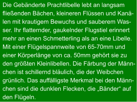 Die Gebänderte Prachtlibelle lebt an langsam fließenden Bächen, kleineren Flüssen und Kanä- len mit krautigem Bewuchs und sauberem Was- ser. Ihr flatternder, gaukelnder Flugstiel erinnert mehr an einen Schmetterling als an eine Libelle. Mit einer Flügelspannweite von 65-70mm und  einer Körperlänge von ca. 50mm gehört sie zu den größten Kleinlibellen. Die Färbung der Männ- chen ist schillernd bläulich, die der Weibchen grünlich. Das auffälligste Merkmal bei den Männ- chen sind die dunklen Flecken, die „Bänder“ auf den Flügeln.