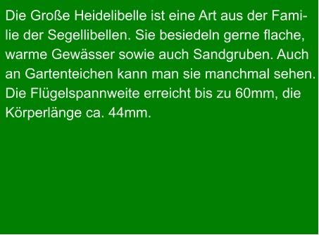 Die Große Heidelibelle ist eine Art aus der Fami- lie der Segellibellen. Sie besiedeln gerne flache,  warme Gewässer sowie auch Sandgruben. Auch an Gartenteichen kann man sie manchmal sehen. Die Flügelspannweite erreicht bis zu 60mm, die Körperlänge ca. 44mm.