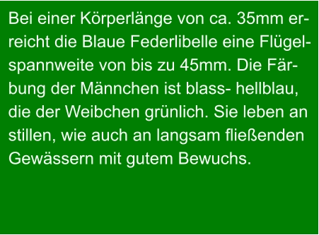 Bei einer Körperlänge von ca. 35mm er- reicht die Blaue Federlibelle eine Flügel- spannweite von bis zu 45mm. Die Fär- bung der Männchen ist blass- hellblau,  die der Weibchen grünlich. Sie leben an stillen, wie auch an langsam fließenden  Gewässern mit gutem Bewuchs.