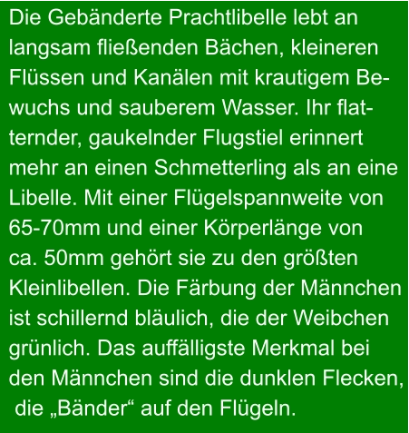 Die Gebänderte Prachtlibelle lebt an  langsam fließenden Bächen, kleineren  Flüssen und Kanälen mit krautigem Be- wuchs und sauberem Wasser. Ihr flat- ternder, gaukelnder Flugstiel erinnert mehr an einen Schmetterling als an eine  Libelle. Mit einer Flügelspannweite von  65-70mm und einer Körperlänge von  ca. 50mm gehört sie zu den größten  Kleinlibellen. Die Färbung der Männchen ist schillernd bläulich, die der Weibchen grünlich. Das auffälligste Merkmal bei  den Männchen sind die dunklen Flecken,  die „Bänder“ auf den Flügeln.