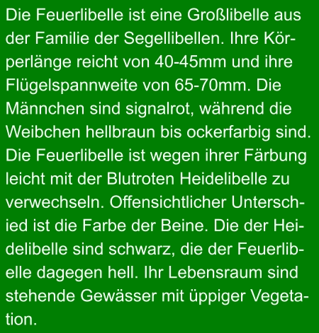 Die Feuerlibelle ist eine Großlibelle aus  der Familie der Segellibellen. Ihre Kör- perlänge reicht von 40-45mm und ihre  Flügelspannweite von 65-70mm. Die  Männchen sind signalrot, während die Weibchen hellbraun bis ockerfarbig sind.  Die Feuerlibelle ist wegen ihrer Färbung  leicht mit der Blutroten Heidelibelle zu  verwechseln. Offensichtlicher Untersch- ied ist die Farbe der Beine. Die der Hei- delibelle sind schwarz, die der Feuerlib- elle dagegen hell. Ihr Lebensraum sind  stehende Gewässer mit üppiger Vegeta- tion.