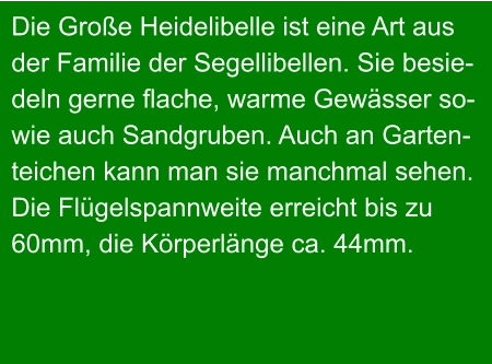 Die Große Heidelibelle ist eine Art aus  der Familie der Segellibellen. Sie besie- deln gerne flache, warme Gewässer so- wie auch Sandgruben. Auch an Garten- teichen kann man sie manchmal sehen. Die Flügelspannweite erreicht bis zu  60mm, die Körperlänge ca. 44mm.