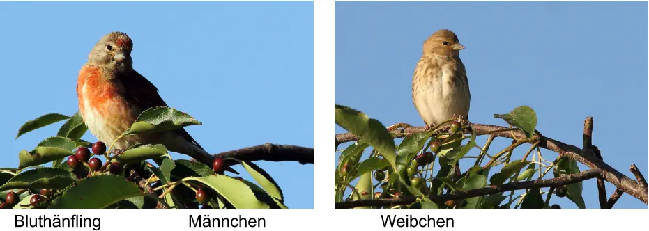 Bluthänfling Männchen Weibchen