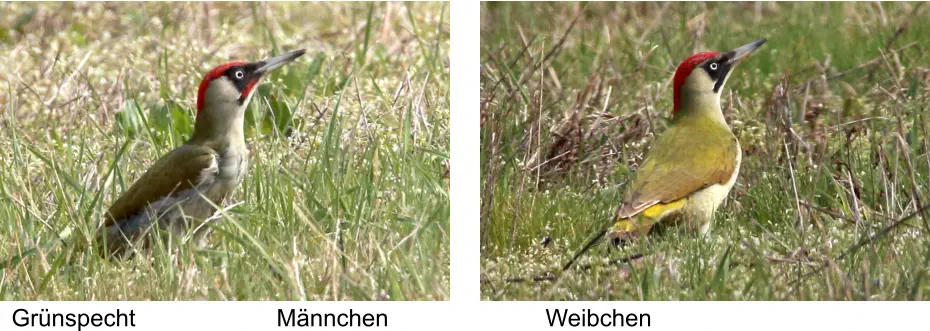 Grünspecht Männchen Weibchen