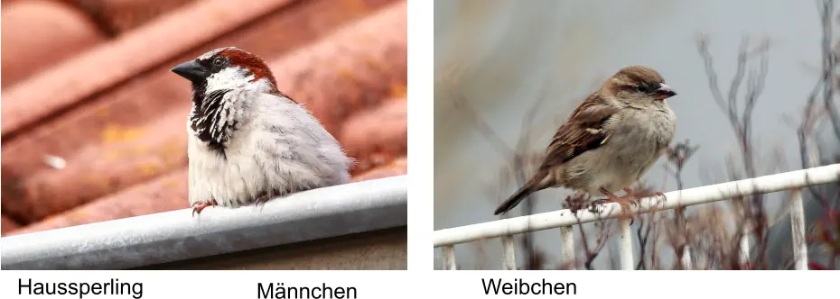 Haussperling Männchen Weibchen