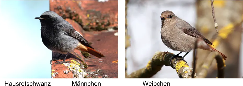 Hausrotschwanz Männchen Weibchen