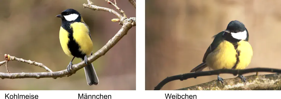 Kohlmeise Männchen Weibchen