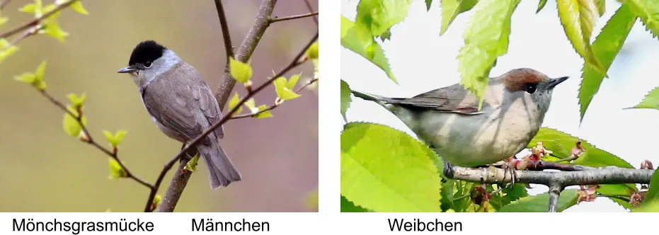 Mönchsgrasmücke Männchen Weibchen