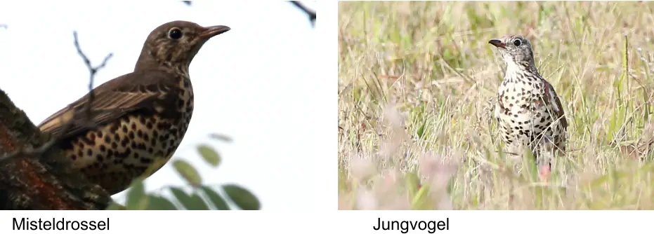 Misteldrossel Jungvogel