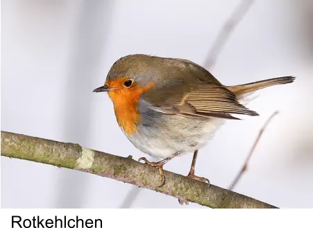 Rotkehlchen