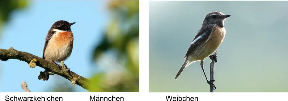 Schwarzkehlchen Männchen Weibchen