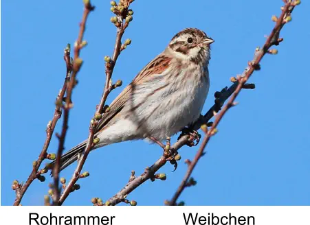 Rohrammer Weibchen