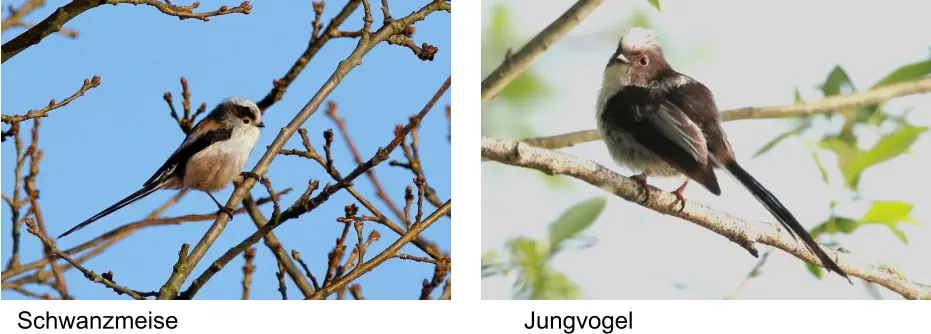 Schwanzmeise Jungvogel