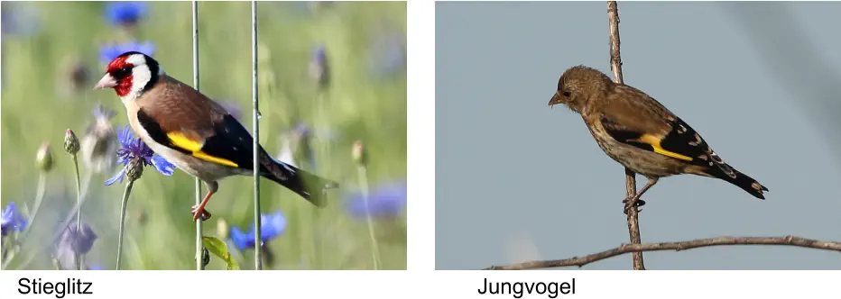 Stieglitz Jungvogel