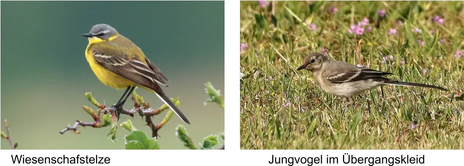 Wiesenschafstelze Jungvogel im Übergangskleid