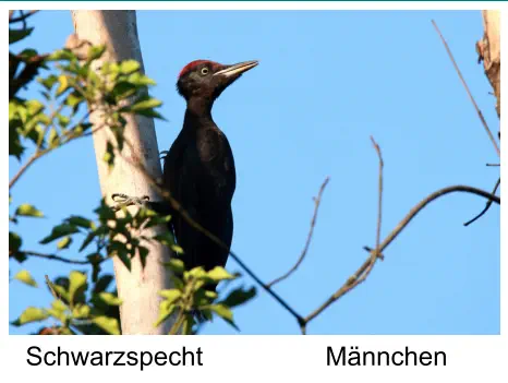 Schwarzspecht Männchen