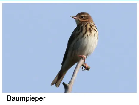 Baumpieper