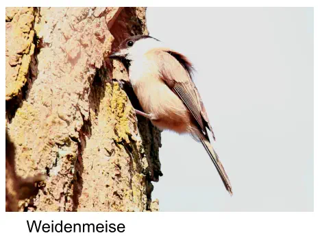 Weidenmeise