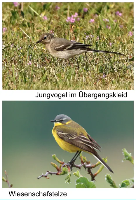 Wiesenschafstelze Jungvogel im Übergangskleid